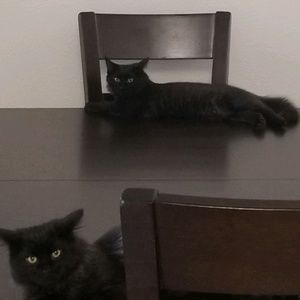 Meet your Posher, Tracey